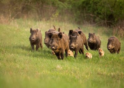 ASSOCIATION DE CHASSE DE CENAC