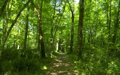 Information- Bois Desfonseau